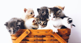 Gatos; felinos; mascotas. Foto: Unsplash.