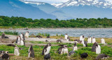 Pingüinos. Foto: Turismo Ushuaia.