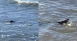 Tiburón en Mar del Plata. Foto: captura video.