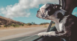 Perro, viaje. Fuente: Pexels