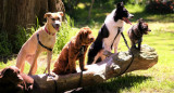 Perros; mascotas. Foto: Unsplash.