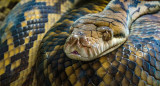 Serpiente. Foto Unsplash.