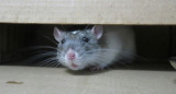 Ratas. Foto Unsplash