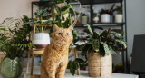 Mascotas, gato, plantas. Foto: Freepik.