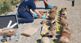 Cráneos encontrados en Quilmes. Foto: Policía.