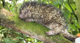 Descubren nueva especie de puercoespín endémica para Colombia. Foto humboldt.org.co