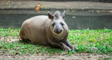 Tapir sudamericano. Foto: Pexels.