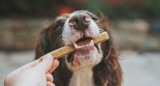 Perro, animales, comida. Foto: Unsplash.