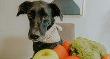 Perro, animales, comida. Foto: Unsplash.