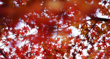 Arces japoneses. Foto: Unsplash.