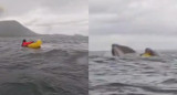 Hacía packrafting y fue tragado por una ballena que luego lo expulsó. Foto: captura.