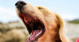 Ladrido; perro; mascota. Foto: Unsplash.