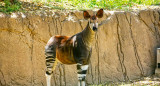 Okapi. Foto Unsplash