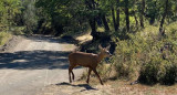 Apareció un huemul en el Parque Nacional Lanín tras 30 años de ausencia. Foto argentina.gob.ar