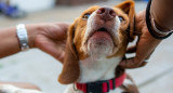 Perros; mascotas. Foto: Freepik.