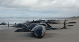 Mueren ballenas en Australia. Fuente: EFE