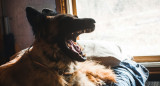 Perro pastor belga. Fuente: Unsplash