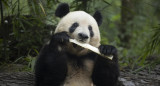 Panda gigante comiendo bambú. Foto: EFE / Andrés Martínez Casares.