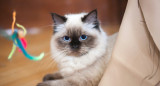 Gato raza Ragdoll. Foto: Unsplash.