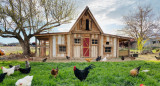 Gallinas. Foto: Unsplash.