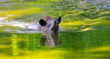 Tapir. Fuente: Parque Estatal Cunhambebe (PEC)