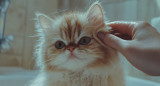 Los gatos le escapan al baño. Foto: Freepik.