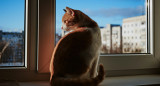 Gato. Fuente: Unsplash.