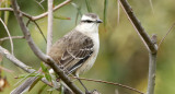 Calandria Real (mimus triurus). Foto: Buenos Aires Ciudad.