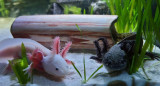Ajolotes. Foto: Unsplash.