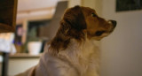 Perros. Foto: Unsplash.