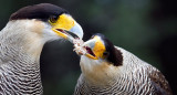 Carancho, ave. Foto: Birding Patagonia.