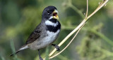 Pájaro corbatita. Fuente: Ebird