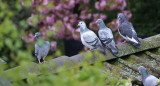 Palomas. Foto Unsplash
