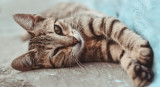 Gato, gatos. Foto: Unsplash.