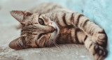 Gato, gatos. Foto: Unsplash.