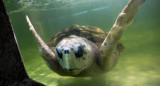 Liberación del tortugo Jorge. Fuente: X