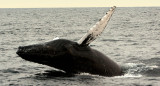 Ballena franca austral. Foto: Unsplash.