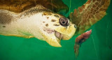 Liberaron al tortugo Jorge. Foto: Noticias Ambientales.