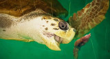 Liberaron al tortugo Jorge. Foto: Noticias Ambientales.