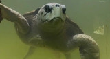 Liberaron al tortugo Jorge. Foto: Noticias Ambientales.