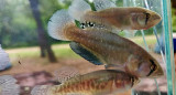 Nuevas especies del pez killi gigante. Foto: argentina.gob.ar