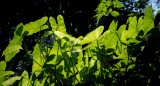 Las plantas necesitan de la fotosíntesis para sobrevivir. Foto: Unsplash