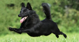 Raza de perro Schipperke. Foto: Hundeo.
