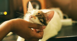 Gato; mascota. Foto: Unsplash.