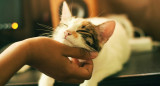 Gato; mascota. Foto: Unsplash.