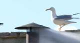 Fumata blanca por el nuevo Papa. Fuente: Captura.