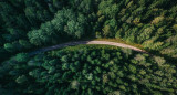Árboles. Foto: Unsplash.
