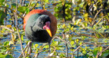 Jacana, ave. Foto X @ClauLocura