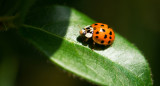Mariquita, bicho. Foto: Unsplash.