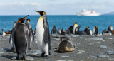 Pingüino; lobo marino. Foto: Unsplash.